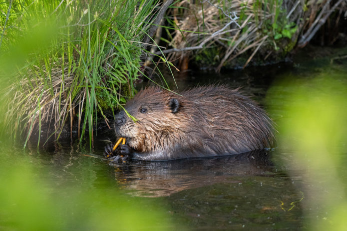 Beavers Are A Stream s Best Friend The Piedmont Environmental Council