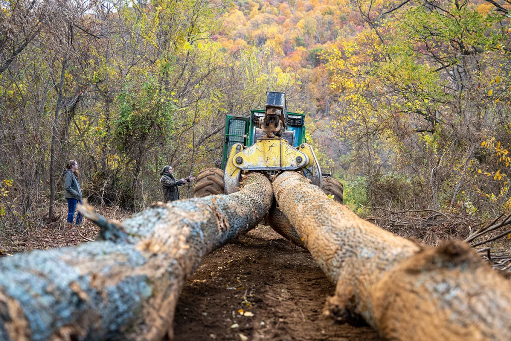 Stewarding the Land: Restoring Healthy Forests