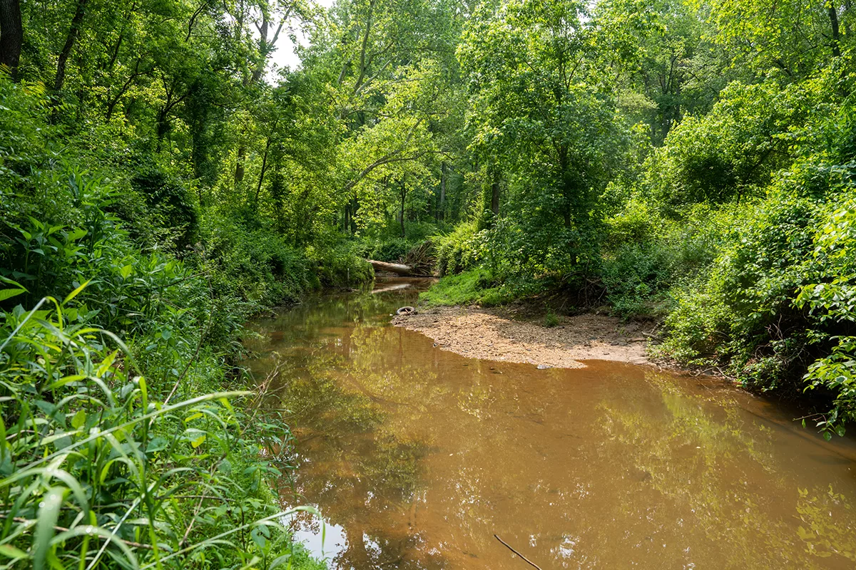 forested stream