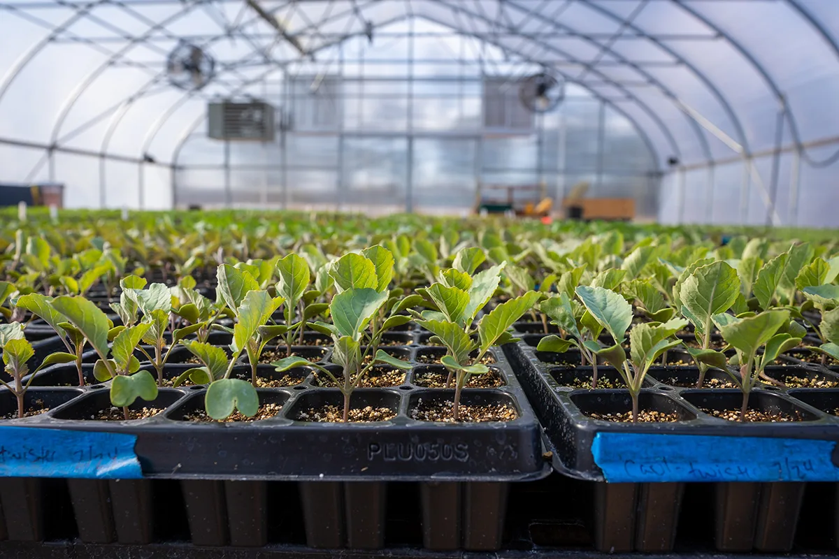 expansive view of seed trays filled with small green sprouts