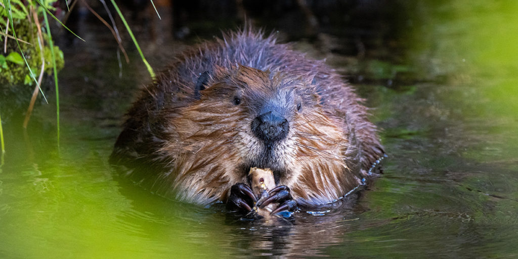 Beavers Are a Stream’s Best Friend