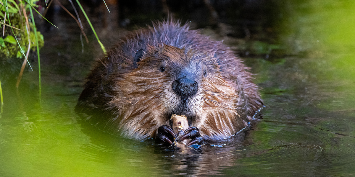 A beaver eats a tree branch, looking toward the camera.