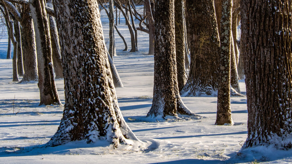 Forest scene showing the trunks of trees with snow on the ground. Afternoon sunlight shining through the trees casts long shadows.