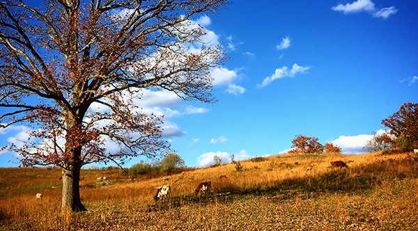A tall tree with some remaining red leaves in a brown field where cows are grazing.