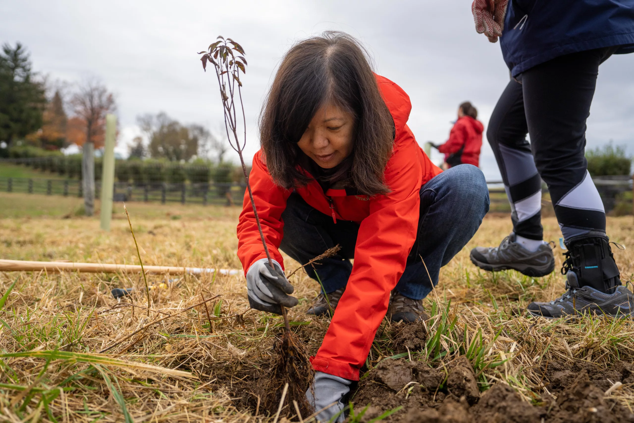 a woman plants a tree sapling in the ground