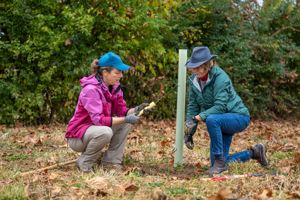 Planting Trees at Long Branch