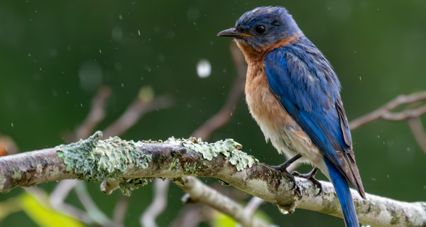 A bluebird perches on a branch.