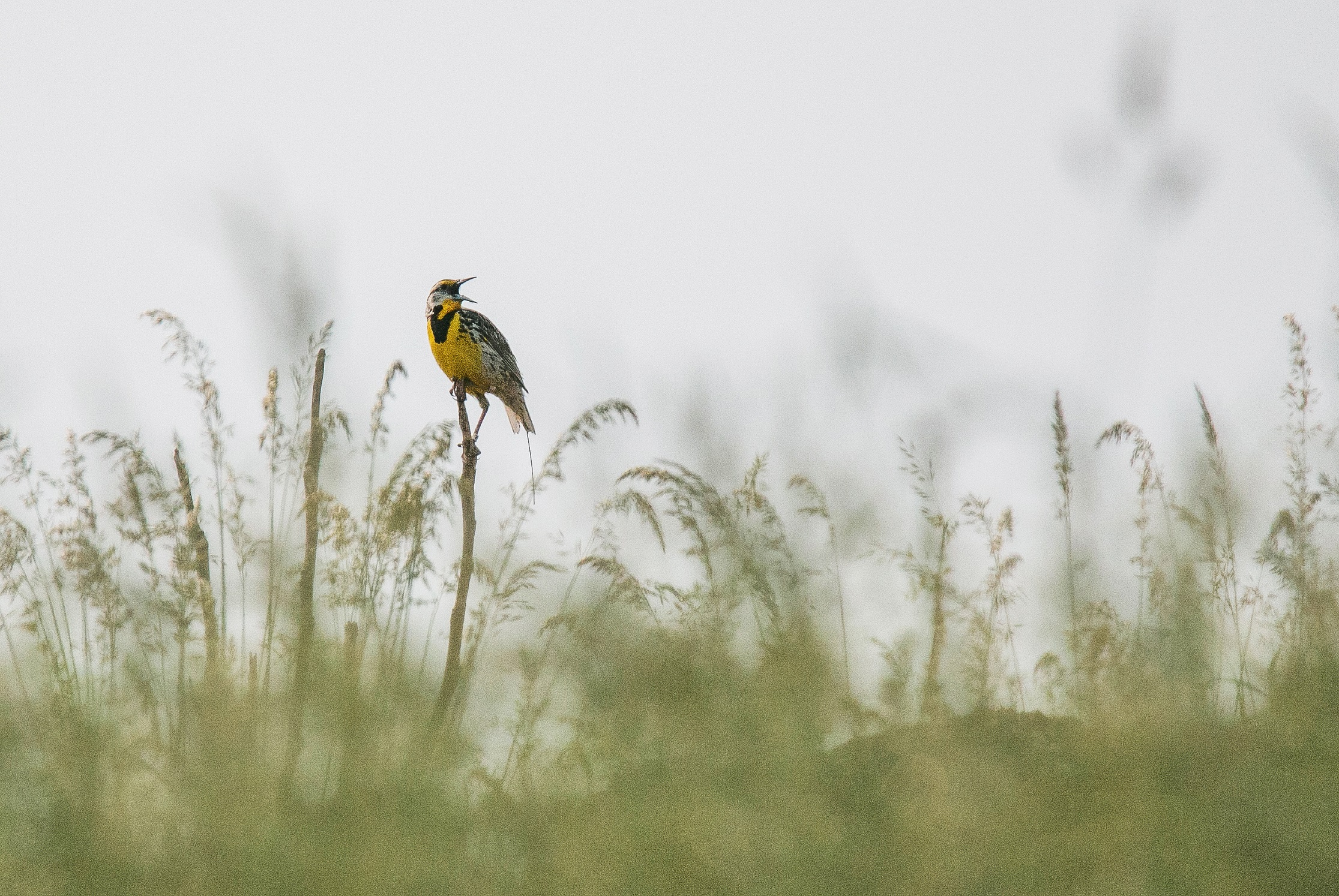 yellow, white and black bird sits on a snag in a meadow