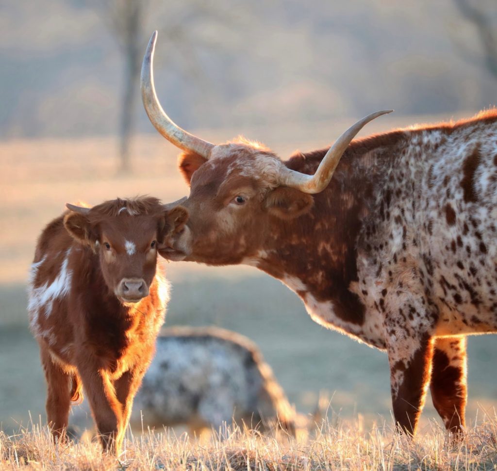 a brown and white mother cow with horns nuzzles its calf