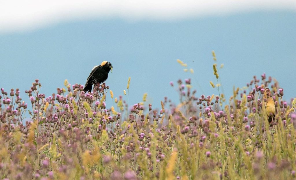 a black bobolink bird sits in a yellow and purple wildflower metal with a green insect in its beak