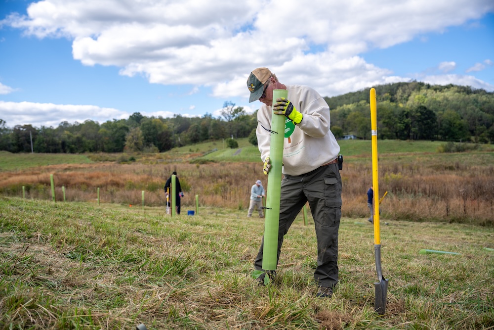 A man wearing work gloves fits a plastic tube around a newly planted tree sapling.