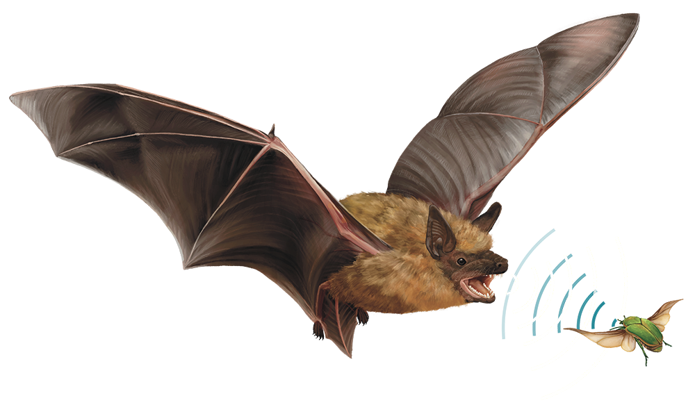 Brown bat flying with sound waves in front of its mouth.