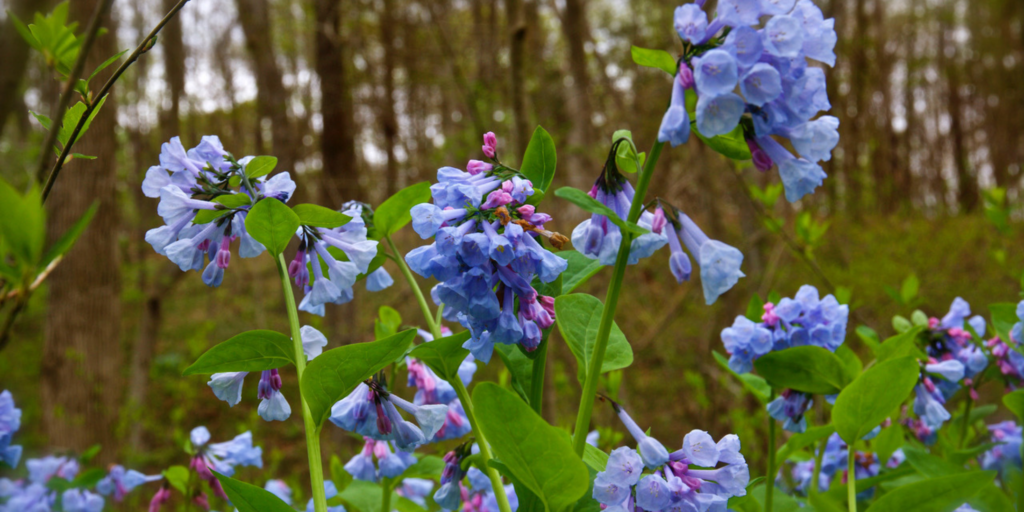 21st Annual Bluebell Walk on Cedar Run