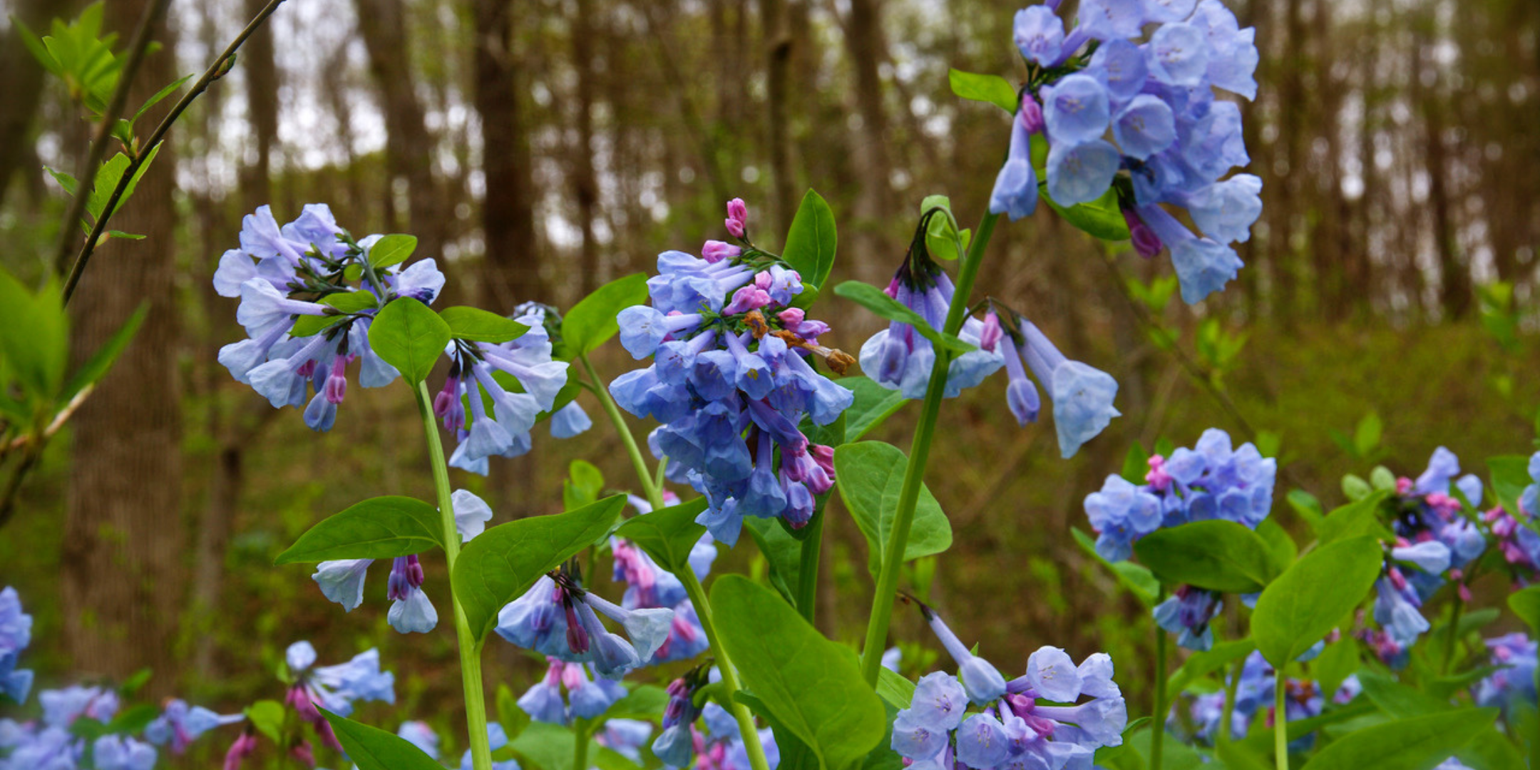 close up image of blue and purple flowers on green stalks