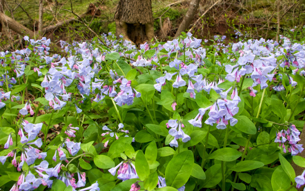 Bluebell Walk on Cedar Run is about much more than bluebells