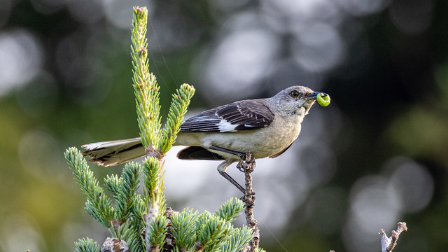 Bird atop a pine tree with an insect in its mouth.