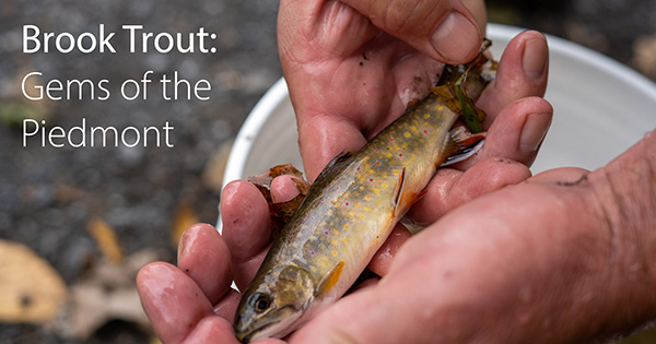 Brook Trout: Gems of the Piedmont Webinar + Resources