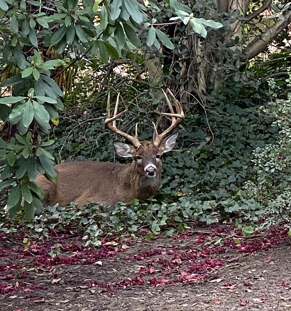 buck in autumn