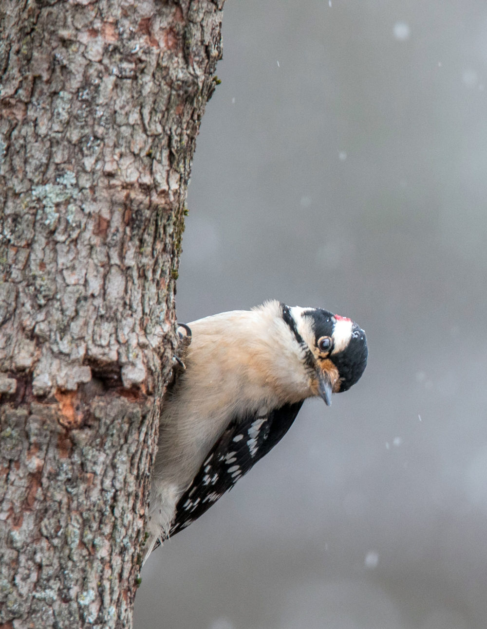 A downy woodpecker peers toward the camera from a tree