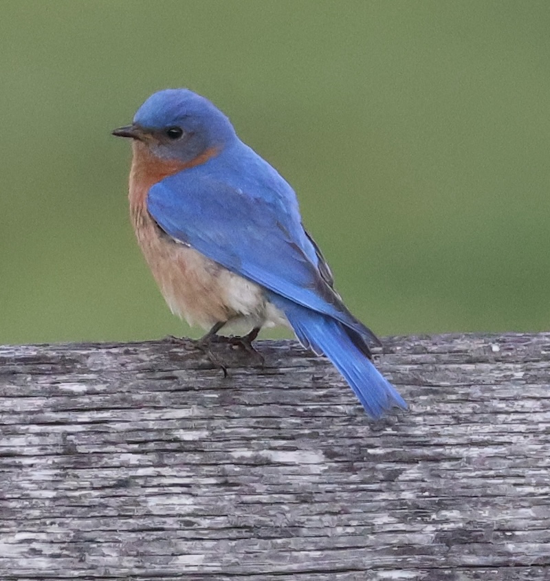 A bird with a blue head and wings and red chest perched on a fence rail.