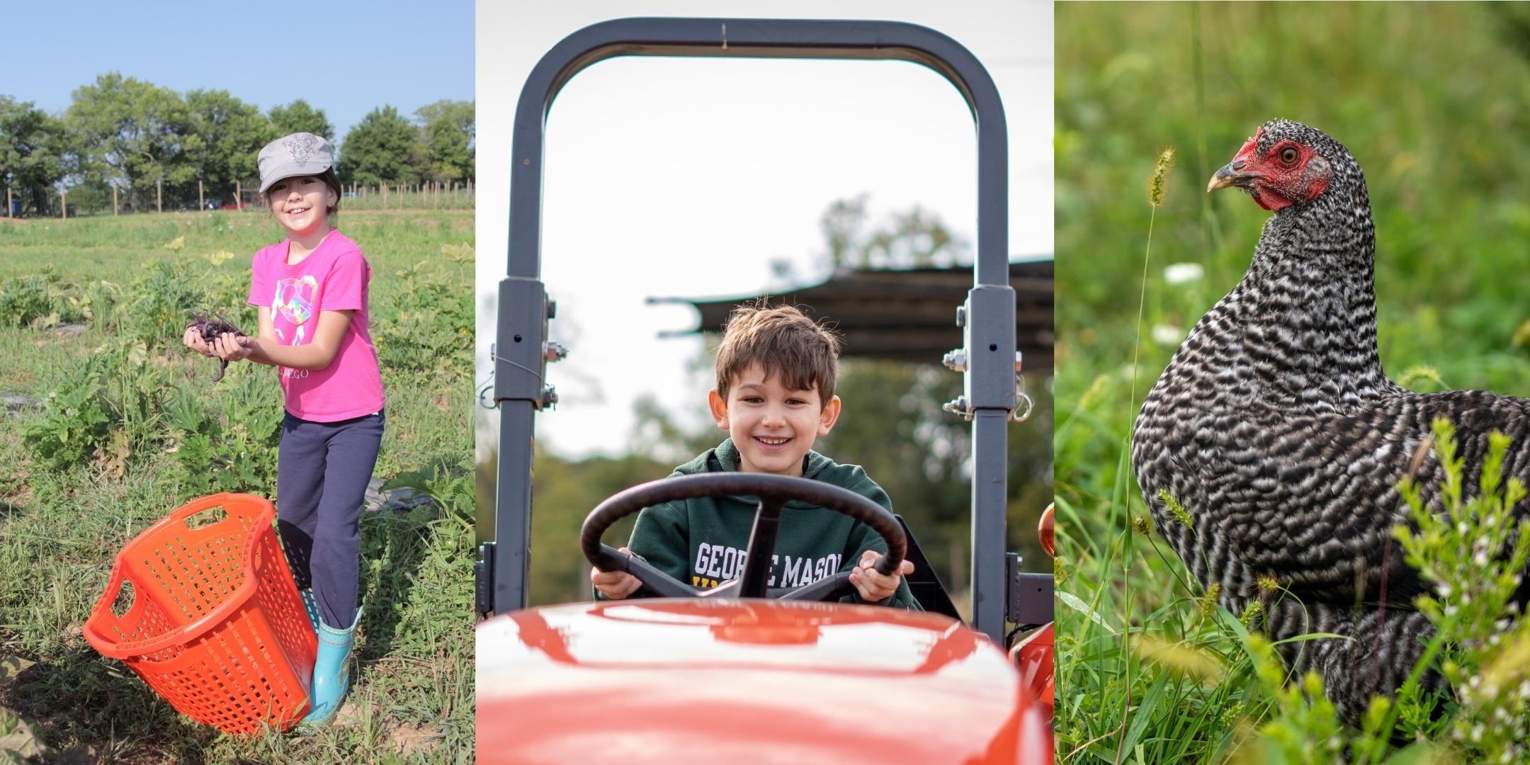Left to right: young girl holding freshly picked produce in a field, a young boy sitting at the steering wheel of a red tractor, a black and white chicken