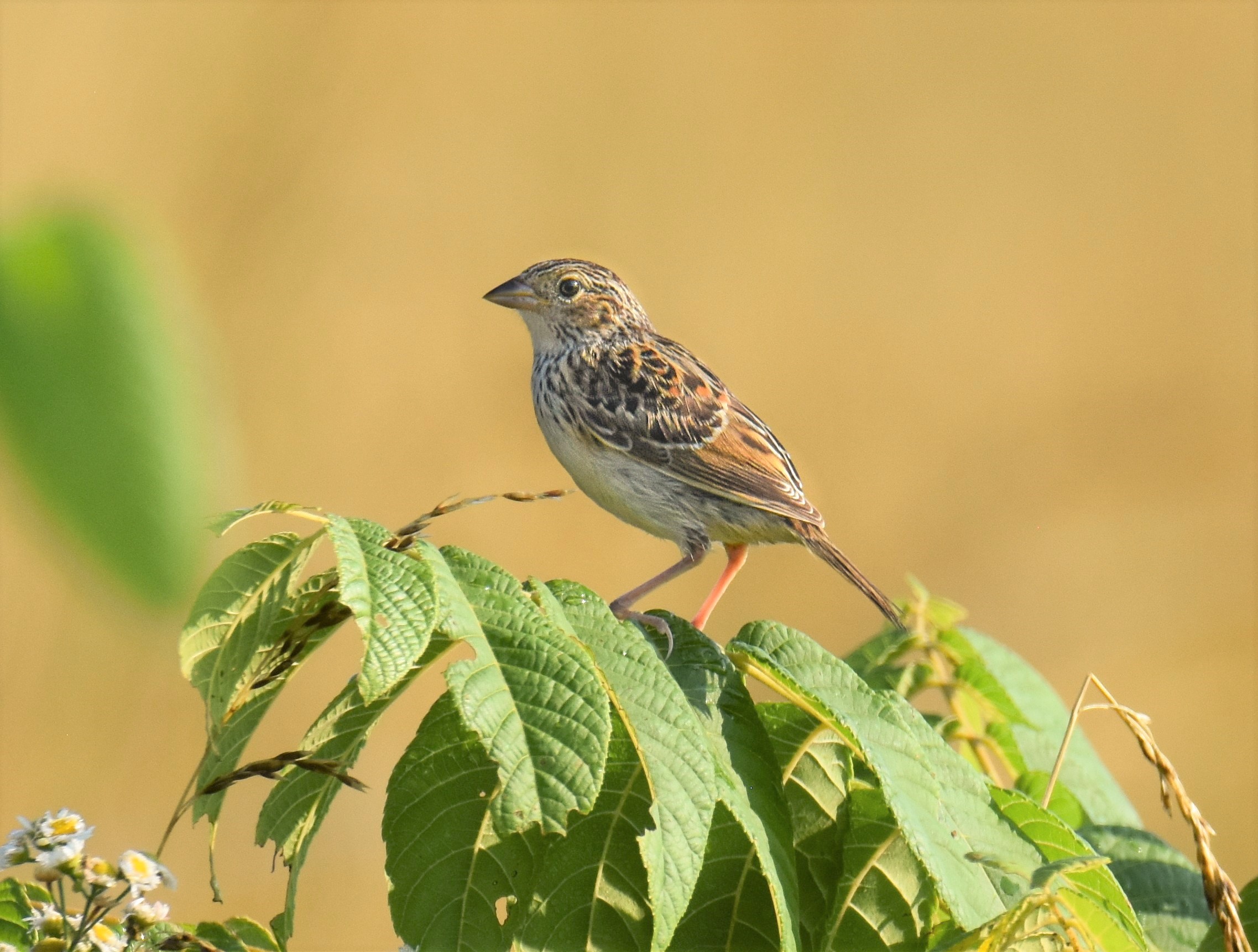 a small brown bird perches on a leafy tree branch