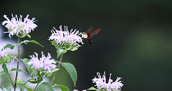 a hummingbird moth on a lavender bee balm