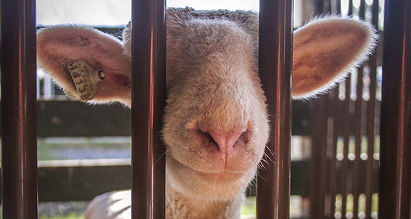 Lamb nose as seen through bars of a pen