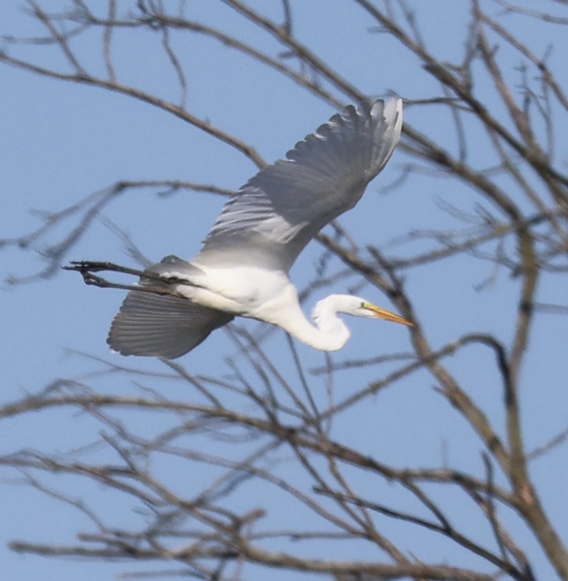 White egret flying near a tree with neck arced, wings stretched out and and legs trailing behind.