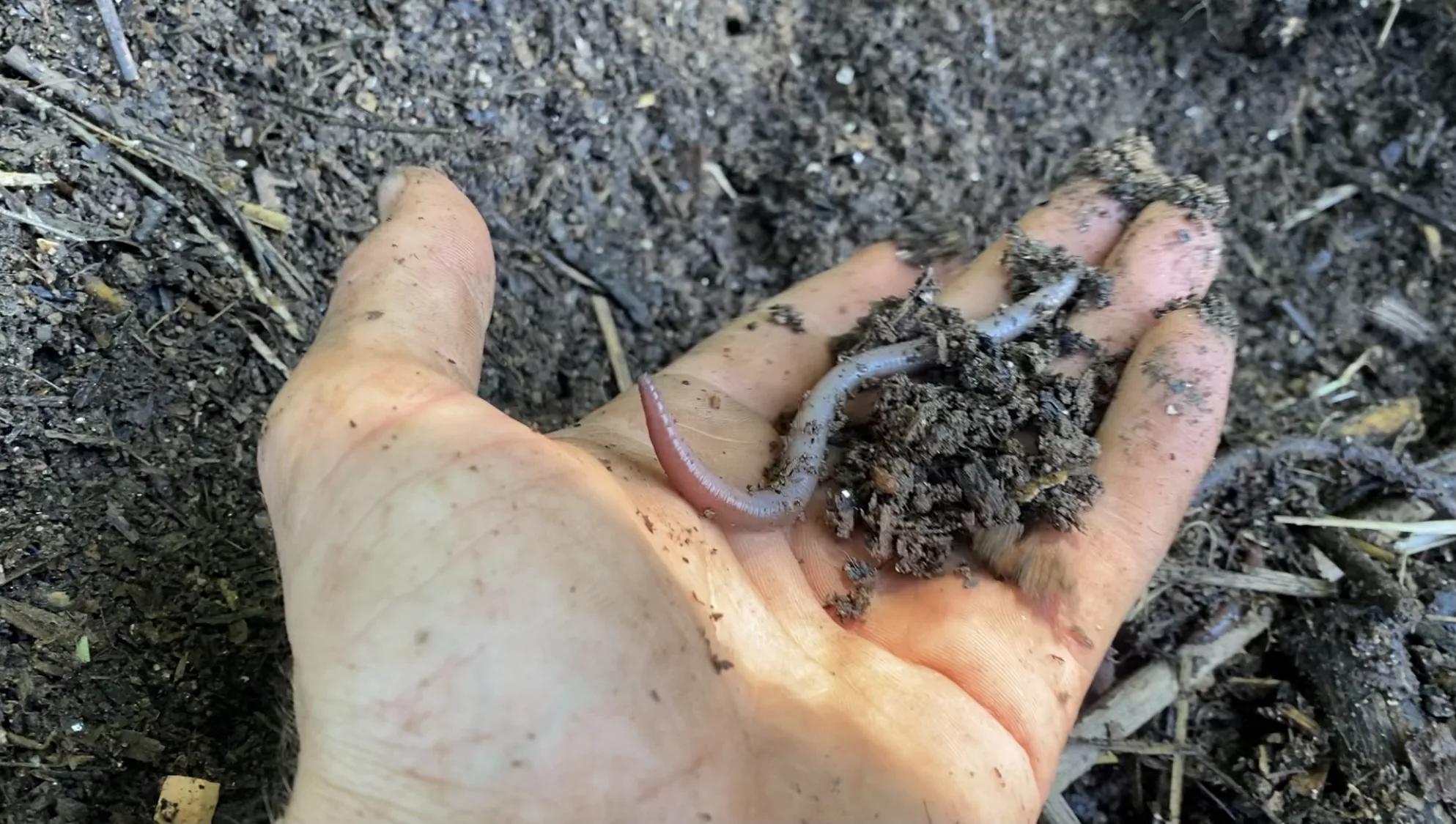 a hand holds a worm and soil