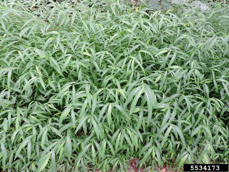 a forest floor of Japanese stiltgrass