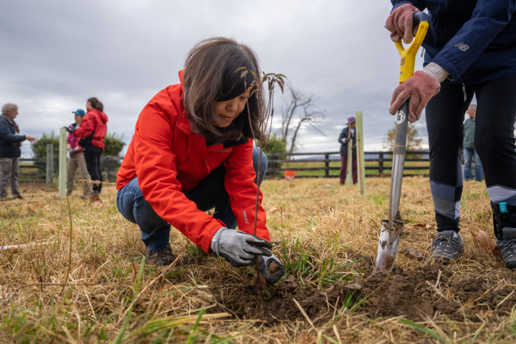 Tree Planting at Chancellors Rock Farm