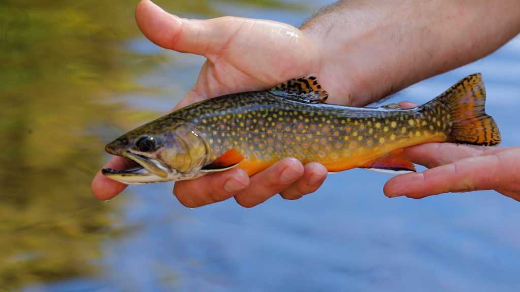 Brook trout in hand over stream
