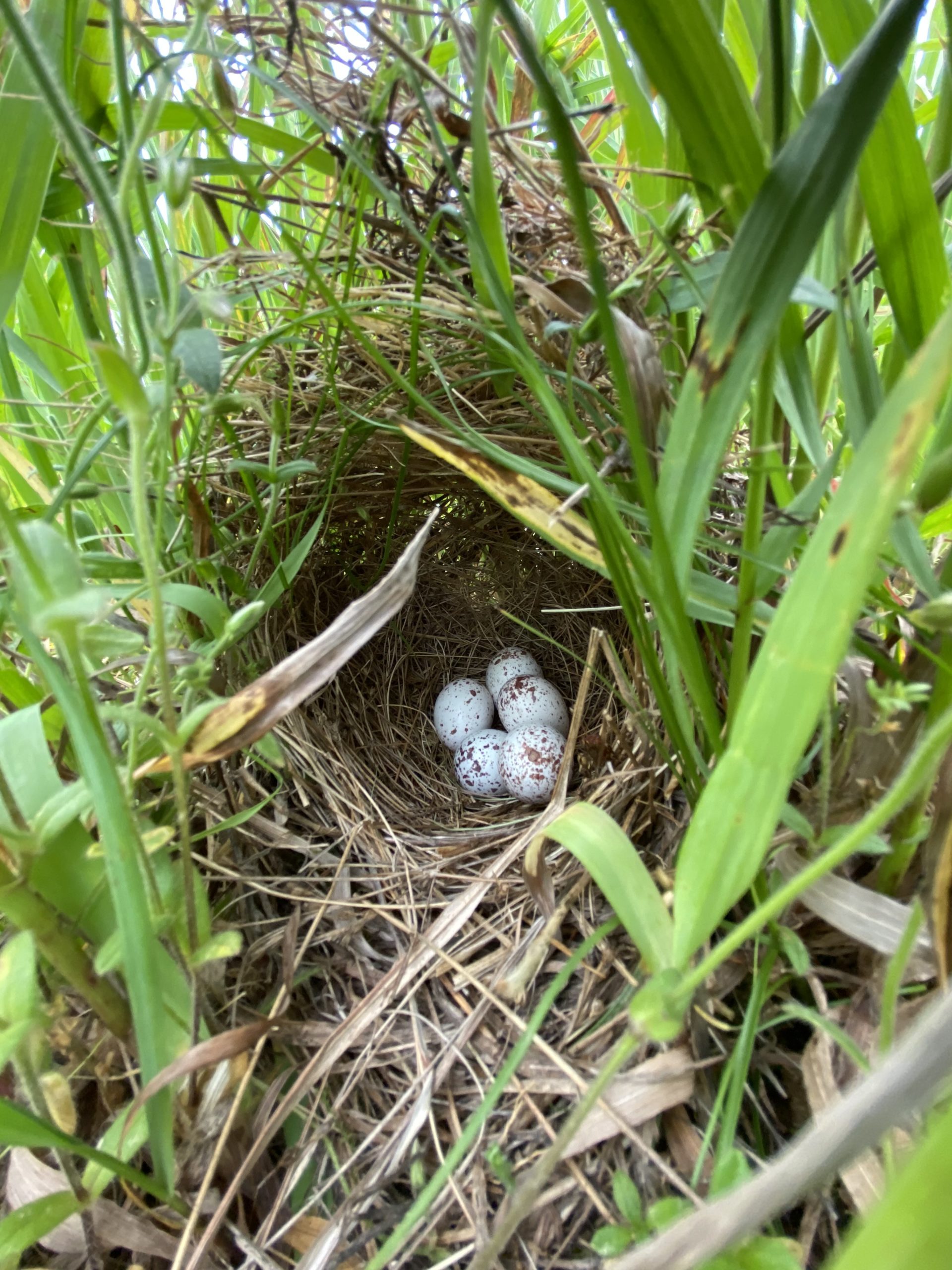 bird eggs in a nest made from hay, sheltered in tall grasses
