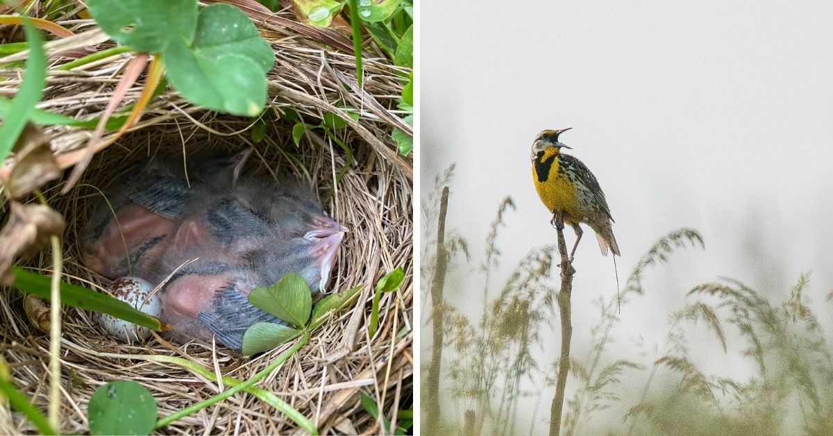 a nest of meadowlark eggs and an adult meadowlark side by side images