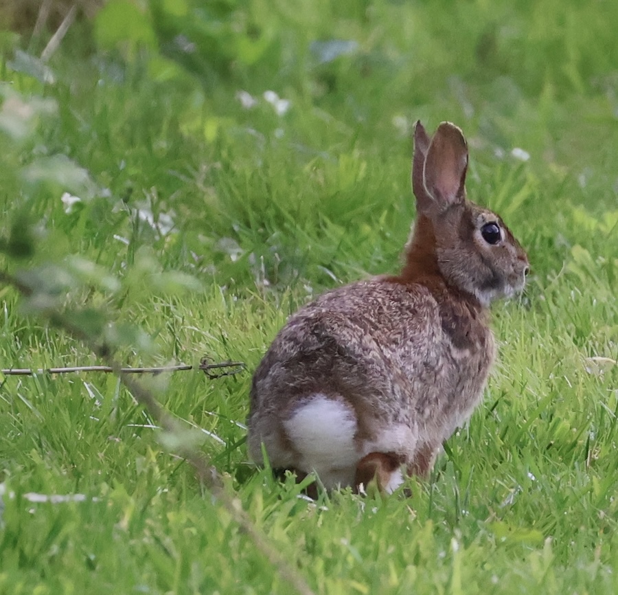 A rabbit in the grass.