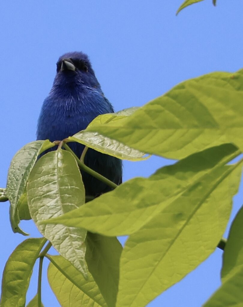 A dark blue bird perches in a tree.