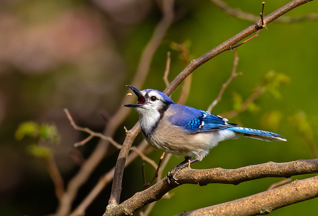 Bluebird catching food mid-flight.