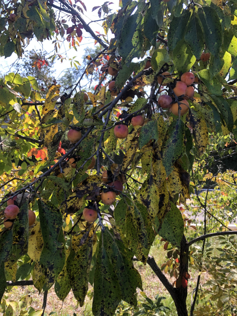 persimmon fruit on a tree branch