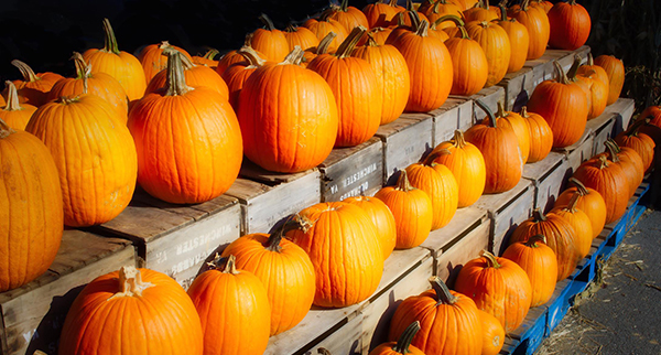 A row of orange pumpkins.
