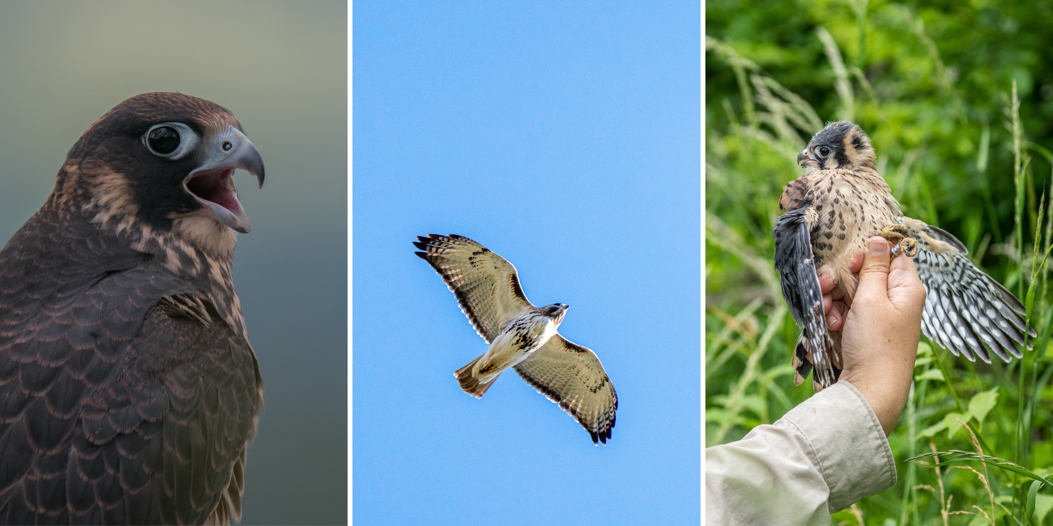 three images: a peregrine falcon, red-tailed hawk and American kestrel