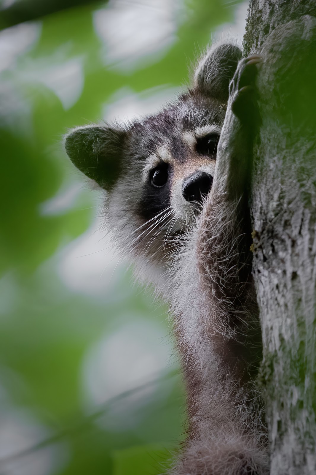 a raccoon clings to a tree trunk and stares at the camera through blurred green foliage