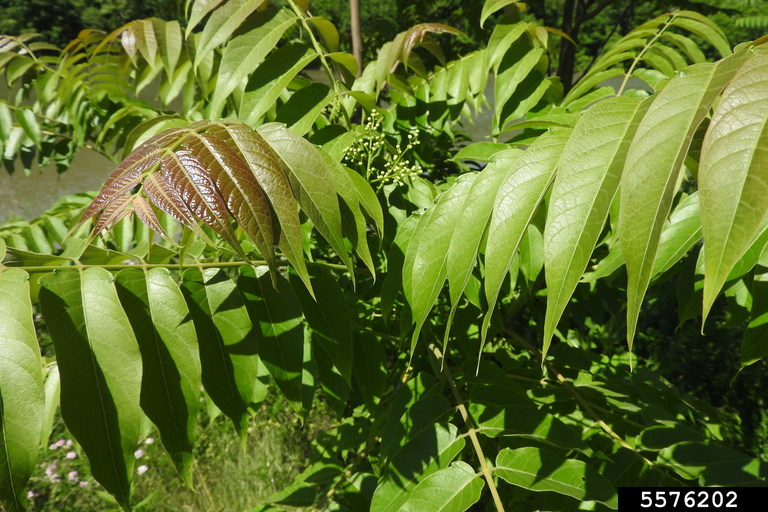 tree of heaven leaves