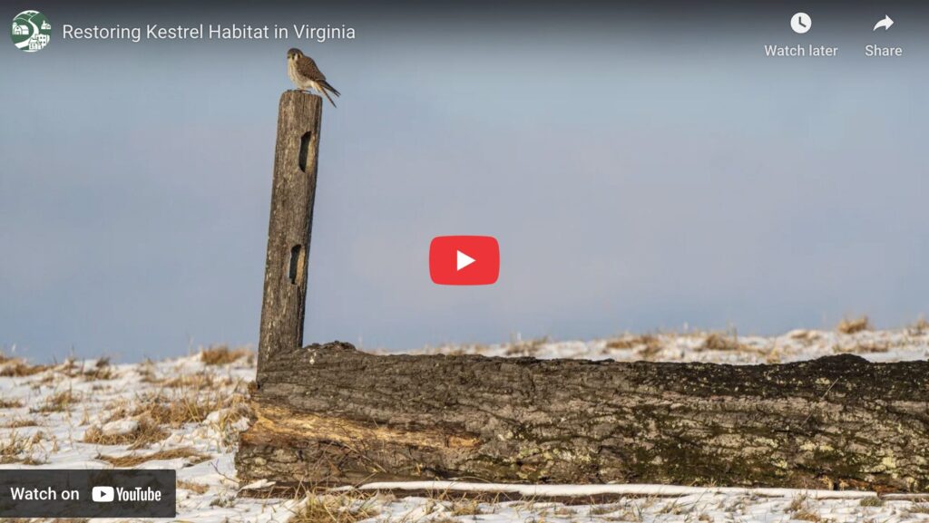 Video: Restoring Kestrel Habitat in Virginia