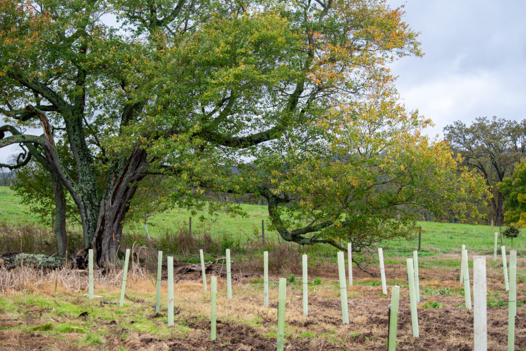 750+ Trees Planted at Sky Meadows State Park