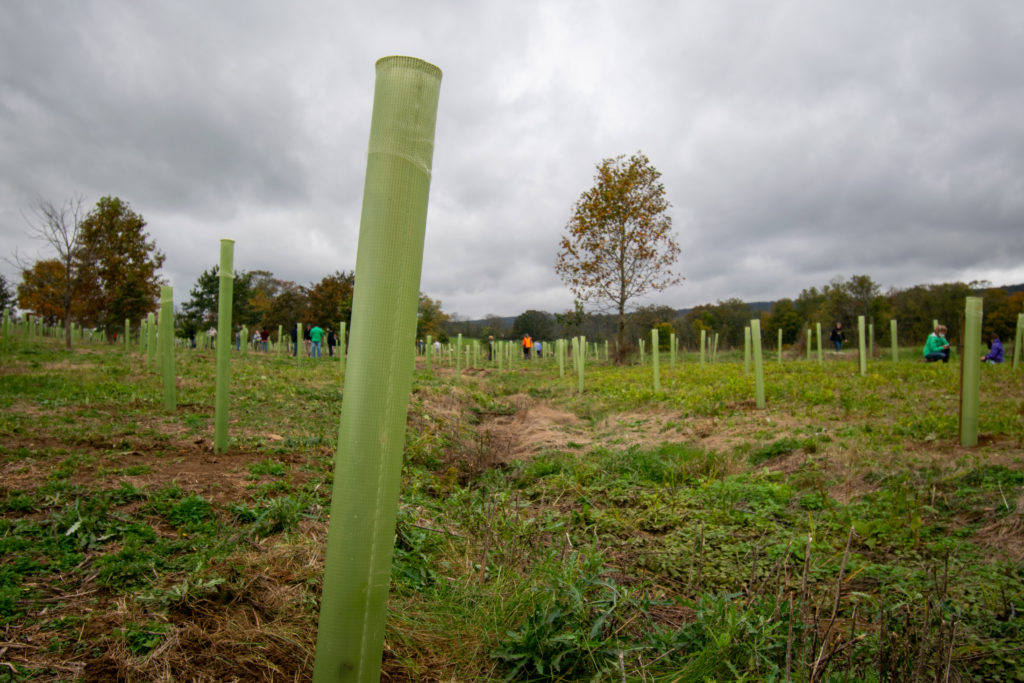 a green tree tube with surrounding trees tubes in a field during a planting event