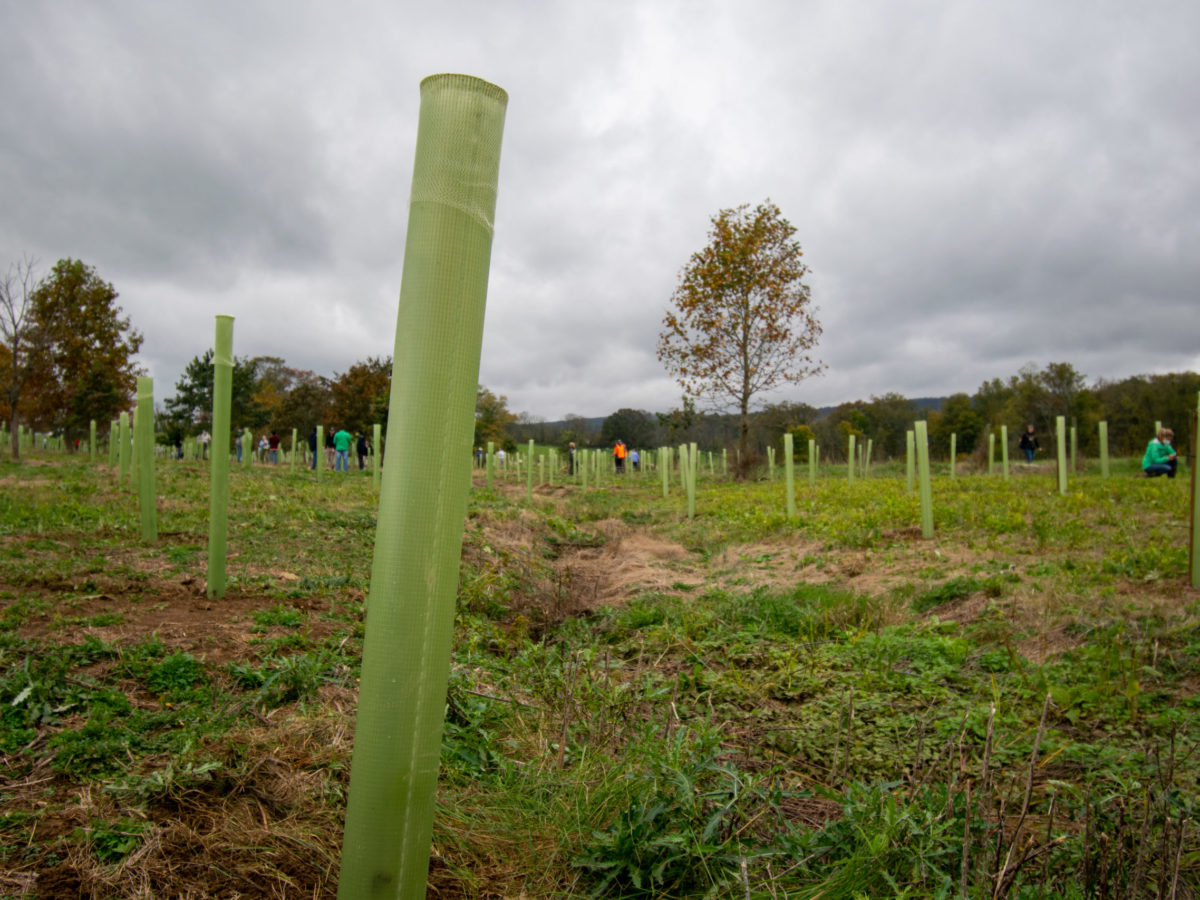 a green tree tube with surrounding trees tubes in a field during a planting event