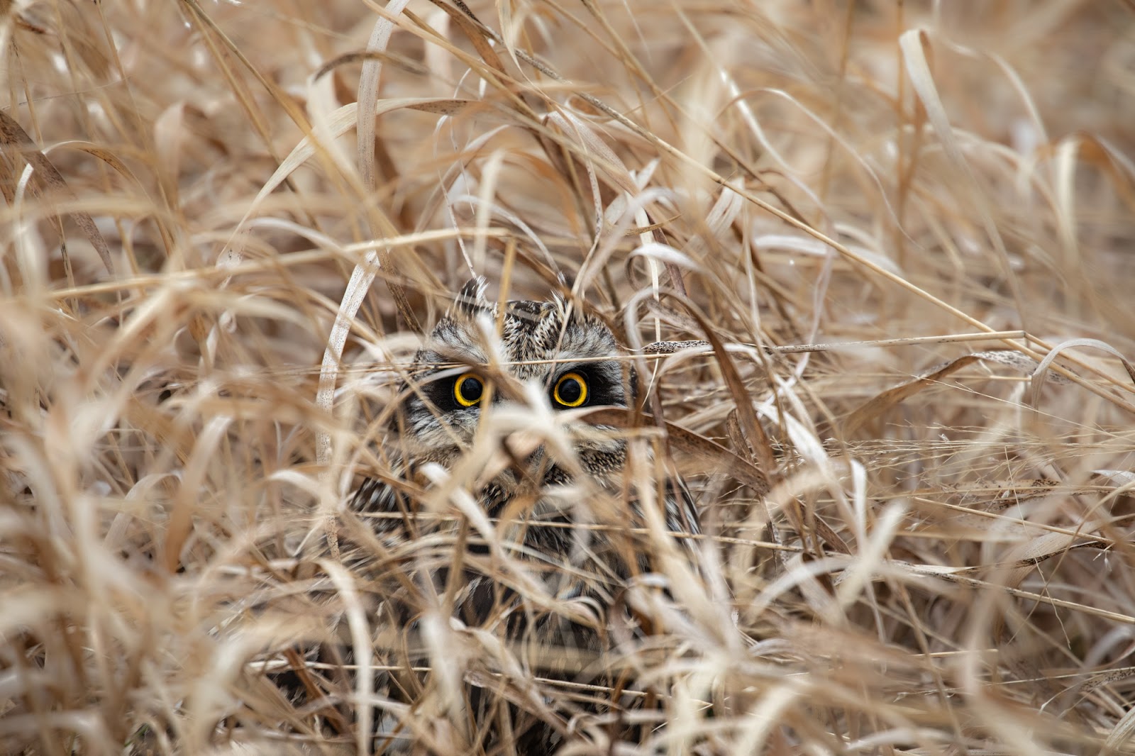 a short eared owl is camouflaged in a grassy meadow, with black and gold eyes peering out