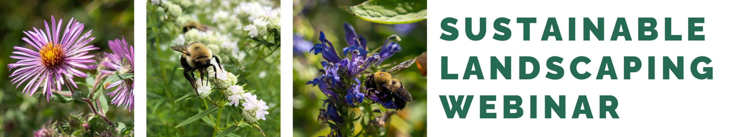 graphic with native flowers and bees with text that says "sustainable landscaping webinar"