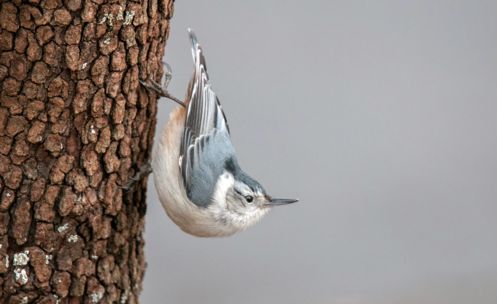 Winter Birding Opportunities